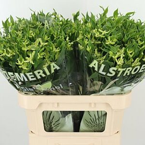 Alstr Flor Jade