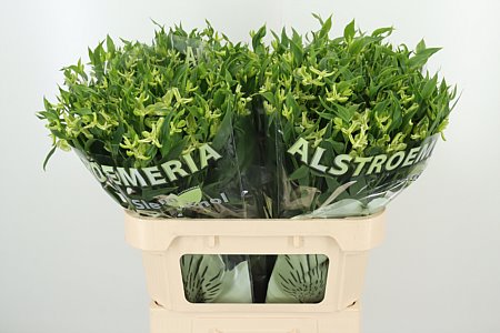 Alstr Flor Jade
