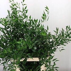 K56001_20751_100_0_0_997_5_H_1-44 Ruscus Aculeatus 70 cm