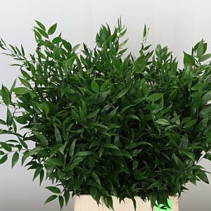 K56001_20751_50_0_0_566_10_H_1-32 Ruscus Aculeatus 70 cm
