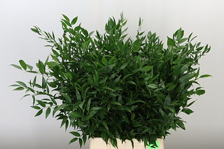 Ruscus Aculeatus 70 cm