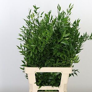 K56001_20751_70_120_0_996_10_H_1-25 Ruscus Aculeatus 70 cm