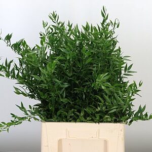 K56001_20751_70_150_0_577_10_H_1-36 Ruscus Aculeatus 70 cm