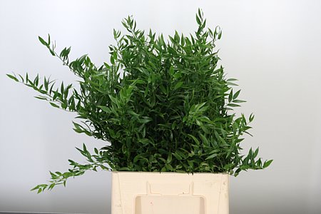 Ruscus Aculeatus 70 cm