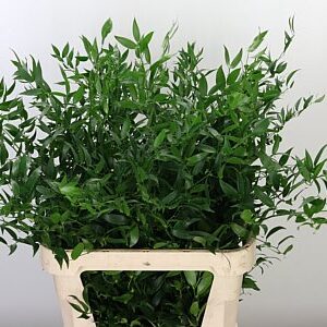 K56001_20751_90_0_0_997_10_H_1-67 Ruscus Aculeatus 70 cm