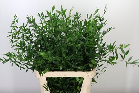 Ruscus Aculeatus 70 cm