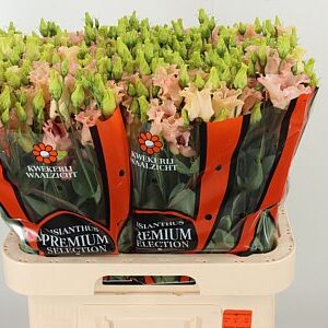 K560385_108166_70_55_23_992_40_H_1-85 Eustoma Falda Apricot 70 cm