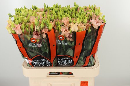 K560385_108166_70_55_23_992_40_H_1-85 Eustoma Falda Apricot 70 cm