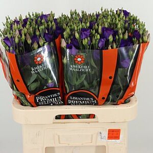 Eust E Piccolo Violet