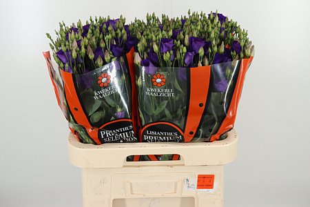 K560385_114033_70_55_23_992_40_H_1-89 Fialová Eustoma Piccolo Violet