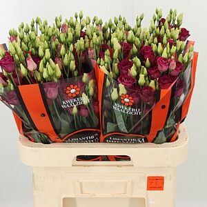 K560385_118958_70_55_23_992_40_H_1-36 Eustoma Arosa Red 70 cm