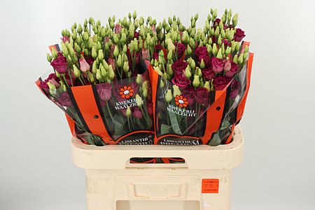 K560385_118958_70_55_23_992_40_H_1-36 Eustoma Arosa Red 70 cm