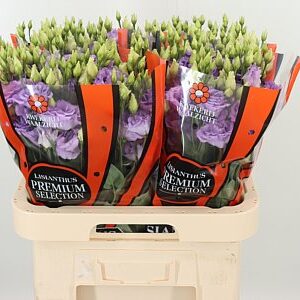 K560385_123008_70_H_1-64 Eustoma Corelli Lavender 70 cm