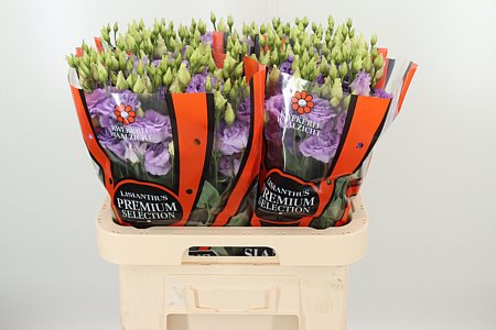 Eustoma Corelli Lavender 70 cm
