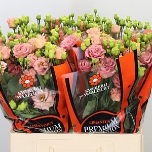 K560385_123105_65_55_34_588_50_H_1-2 Eustoma Sabrina Orange rezaný kvet