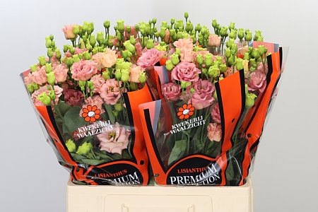 K560385_123105_65_55_34_588_50_H_1-2 Eustoma Sabrina Orange rezaný kvet