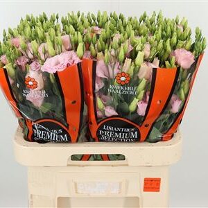 K560385_125408_70_H_1-60 Svetloružová Eustoma Lisanne s plnými kvetmi