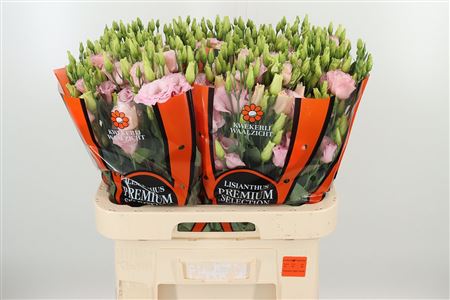 K560385_125408_70_H_1-60 Svetloružová Eustoma Lisanne s plnými kvetmi