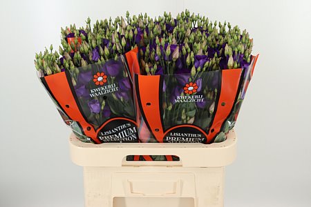 K560385_18291_70_55_23_992_40_H_1-40 Eustoma Rosita Blue 70 cm