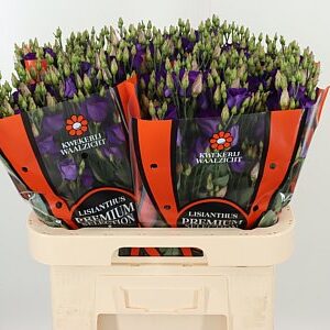 K560385_18291_70_55_23_992_40_H_1-43 Eustoma Rosita Blue 70 cm