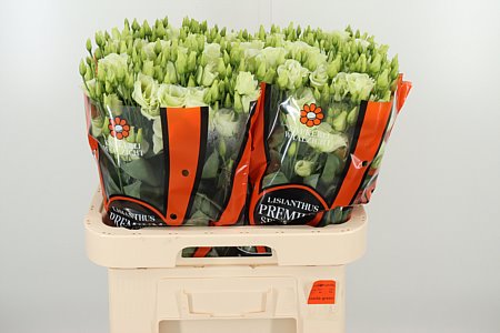 K560385_18292_70_55_23_992_40_H_1-64 Eustoma Rosita Green 70 cm