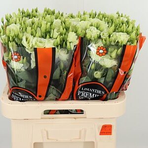 K560385_18292_70_55_23_992_40_H_1-67 Eustoma Rosita Green 70 cm
