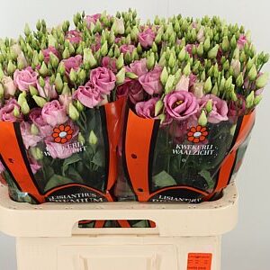 K560385_18293_70_55_23_992_40_H_1-94 Eustoma Rosita Rose Pink 70 cm