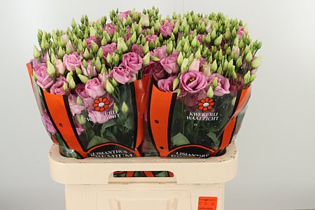 K560385_18293_70_55_23_992_40_H_1-94 Eustoma Rosita Rose Pink 70 cm