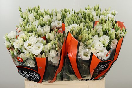 Biela Eustoma Rosita White s plnými kvetmi