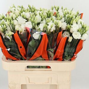 Biela Eustoma Rosita White s plnými kvetmi