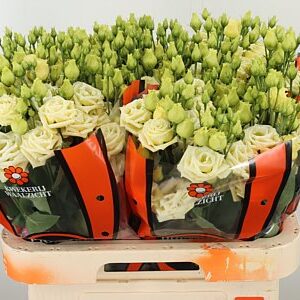 K560385_25822_70_55_34_992_40_H_1-67 Eustoma Rosita Yellow 70 cm