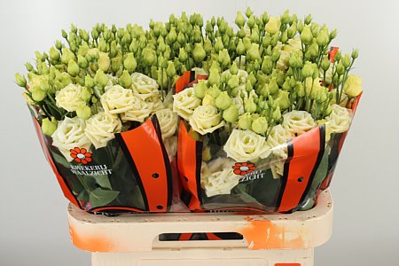 K560385_25822_70_55_34_992_40_H_1-67 Eustoma Rosita Yellow 70 cm