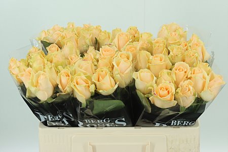 Ruža Avalanche Peach 50 cm