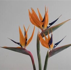 Strelitzia 75 cm