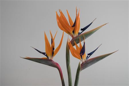 K584591_312_75_23_23_658_6_H_1-3 Strelitzia rezaný kvet