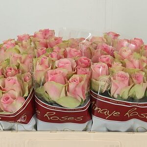 K64015_100453_50_588_60_H_1-22 R Gr Belle Rose