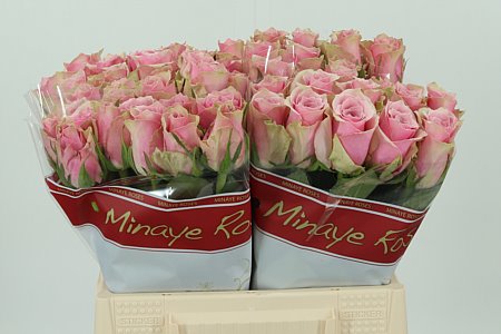 K64015_122649_40_H_1-8 Ruža Athena Royale 40 cm