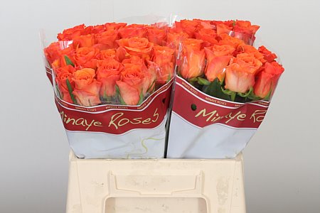 Ruža Orange Wave s plnými oranžovými lupeňmi