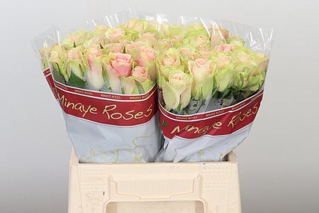Ruža Grand Prix Belle Rose sýtoružovej farby, 60 cm