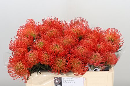Leucadendron Succession s červeno-zelenými listami