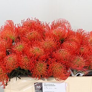 Leucadendron Succession s červeno-zelenými listami