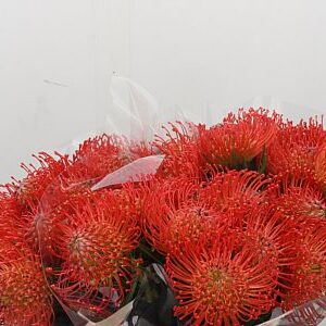 Leucadendron Succession s červeno-zelenými listami