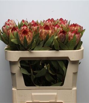 K69421_19492_70_H_1 Protea Robijn