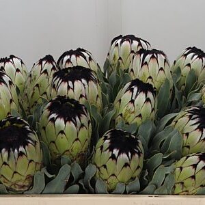 K69421_19656_50_0_23_577_15_H_1 Protea Niobe 60 cm