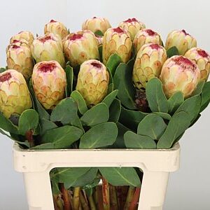 Protea Grandicolor