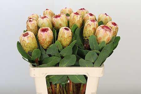 K69421_26416_60_0_23_996_20_H_1 Protea Grandicolor