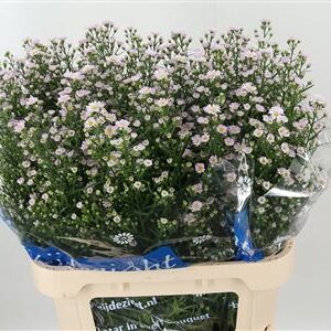 K717_10934_80_45_23_998_75_H_1 Astra Claudia Pale Pink 80 cm