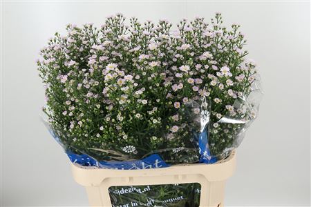 Astra Claudia Pale Pink 80 cm