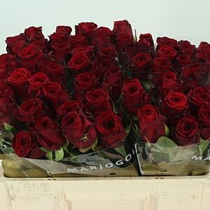 Ruža Red Naomi 60 cm
