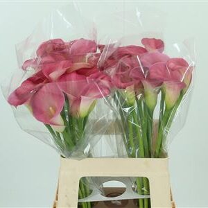 K79334_120503_60_1_34_868_40_H_1-1 Ružová kala Zant Candy Dream Pink s 70 cm stonkou